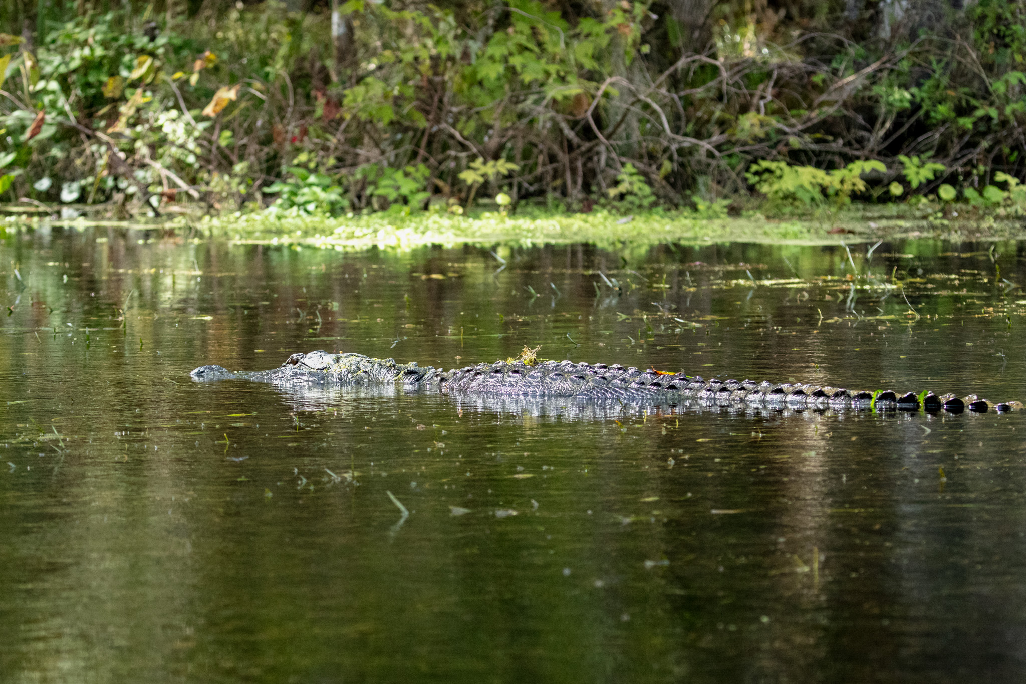 sa_20221027_Paddling_Silver_River_014.jpg