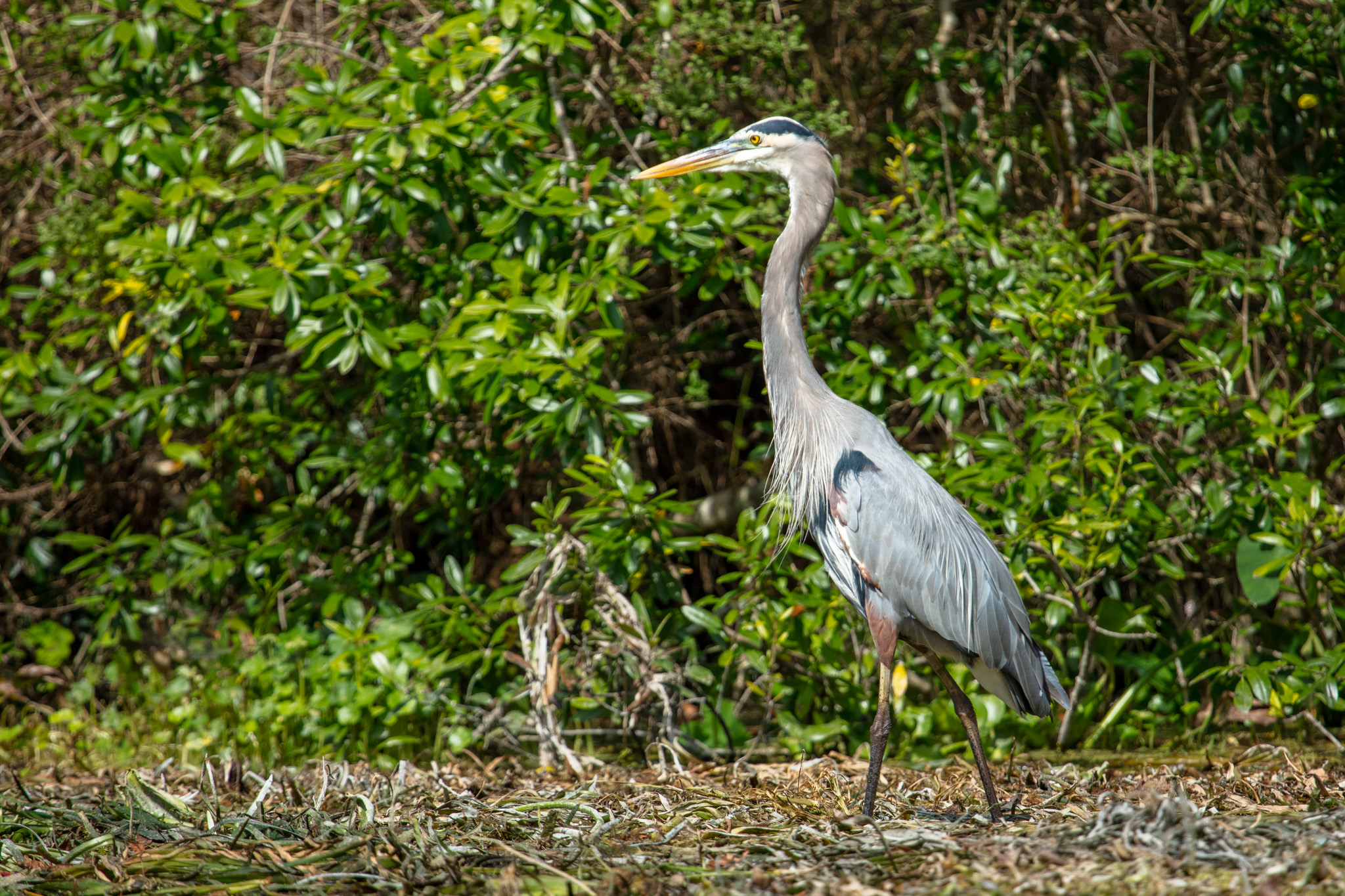 sa_20221027_Paddling_Silver_River_015.jpg