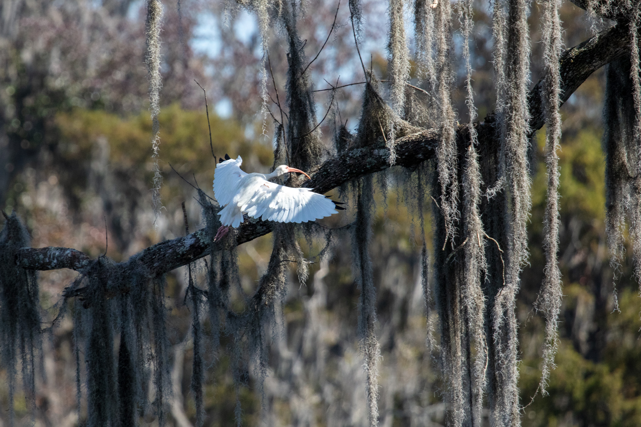 sa_20221027_Paddling_Silver_River_016.jpg