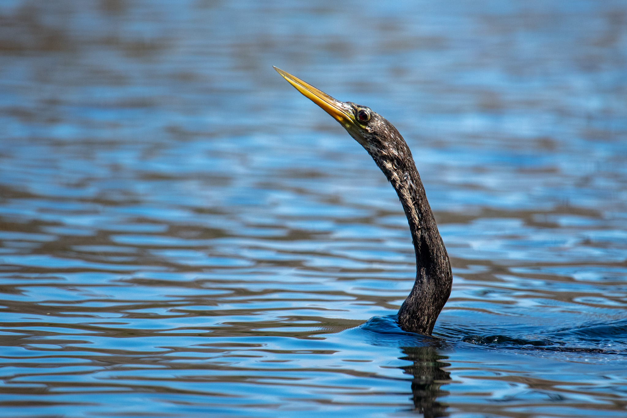 sa_20221027_Paddling_Silver_River_017.jpg