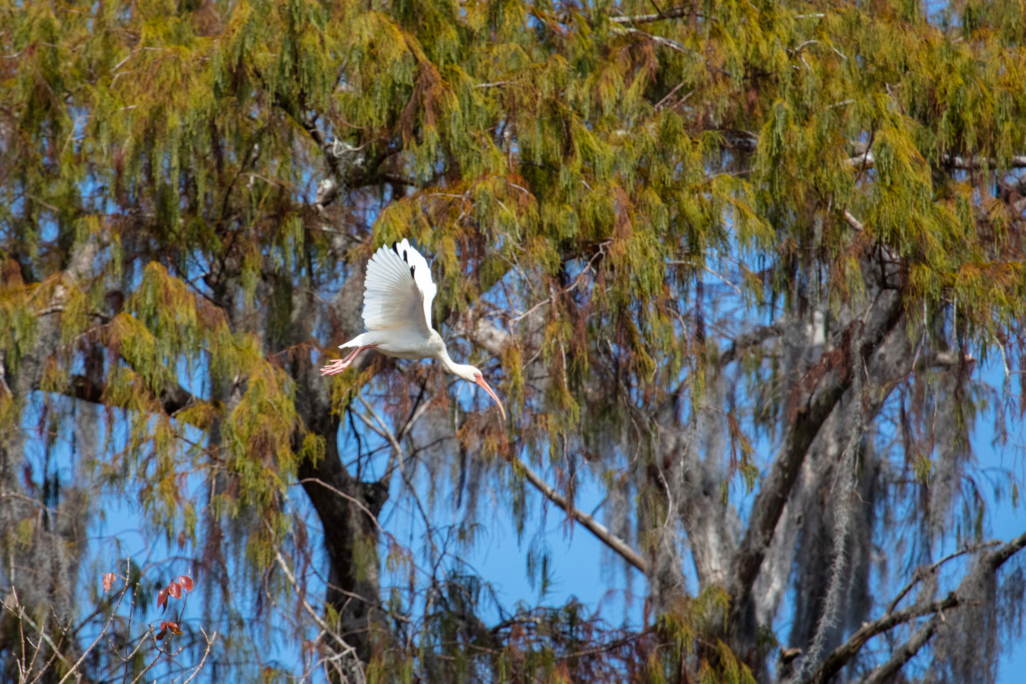 sa_20221027_Paddling_Silver_River_023.jpg