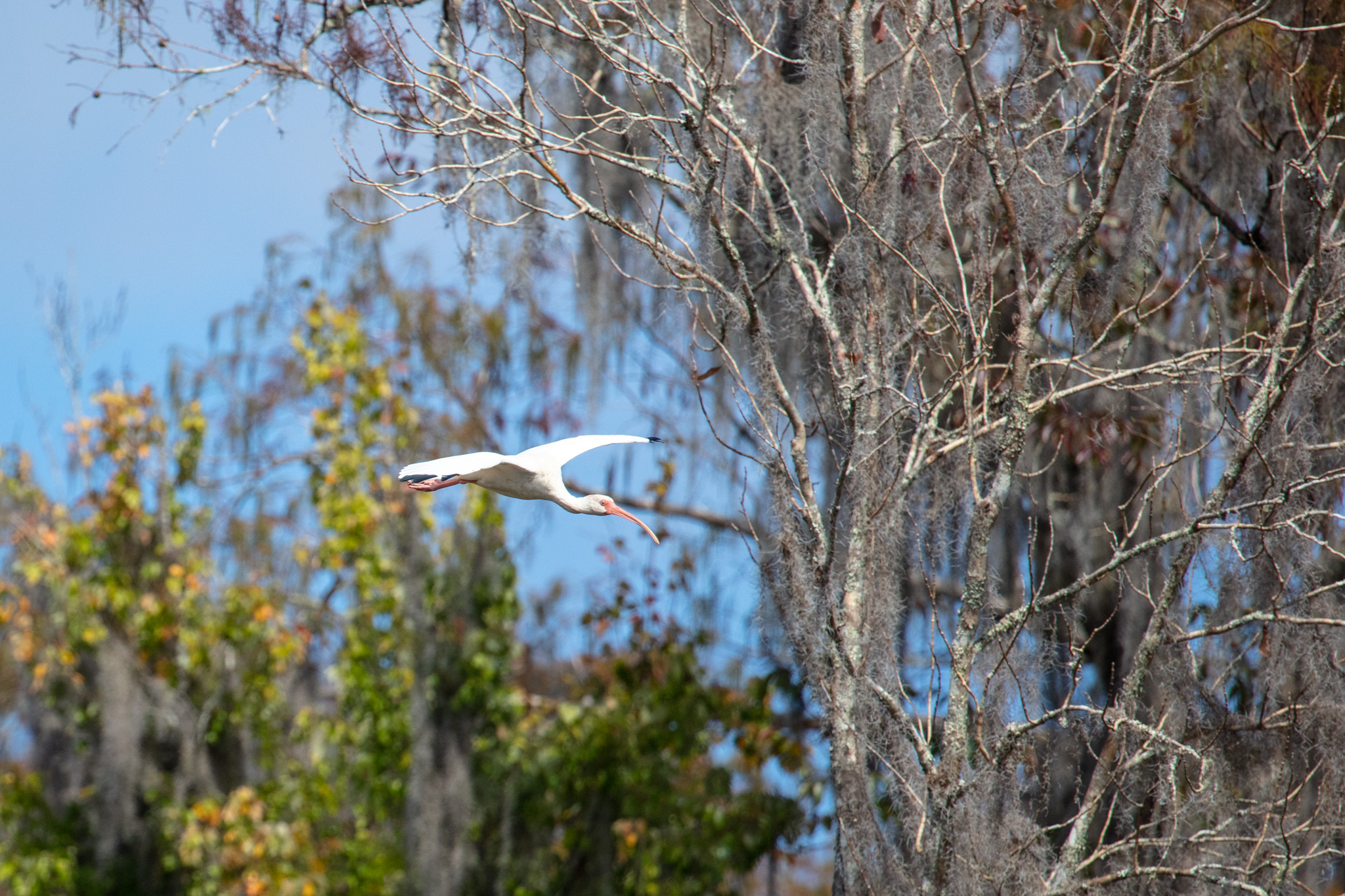 sa_20221027_Paddling_Silver_River_024.jpg